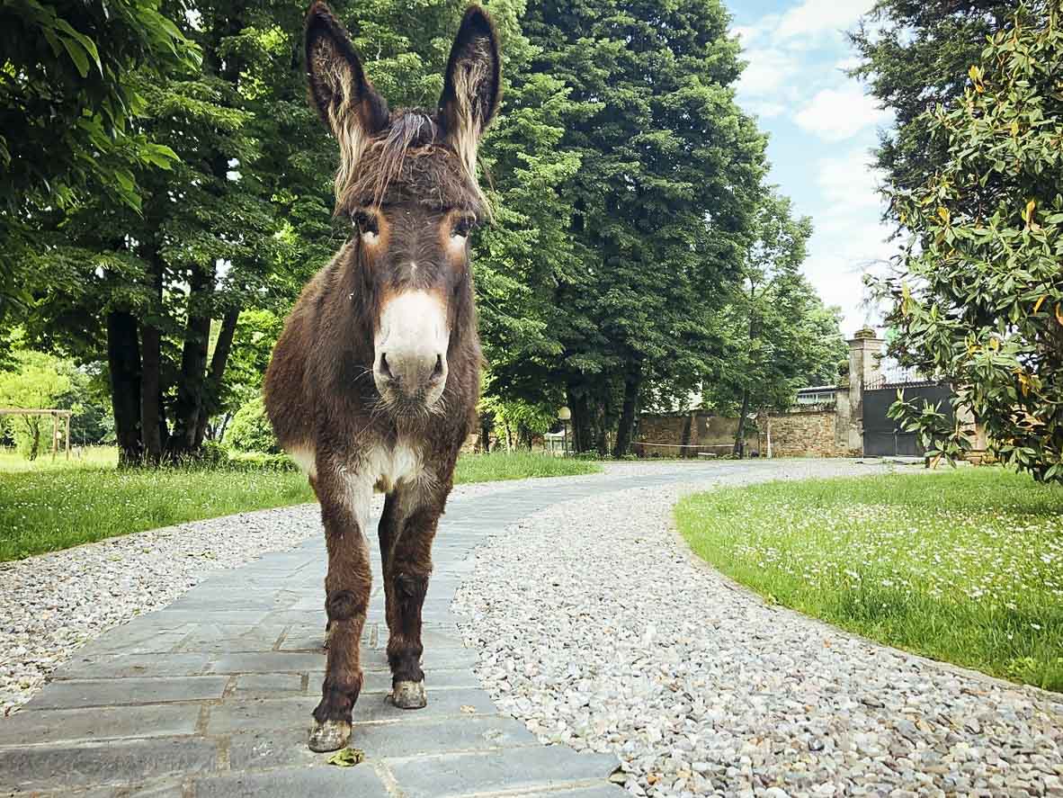 Rosetta, la mascotte del Bed & Breakfast Corte Madama